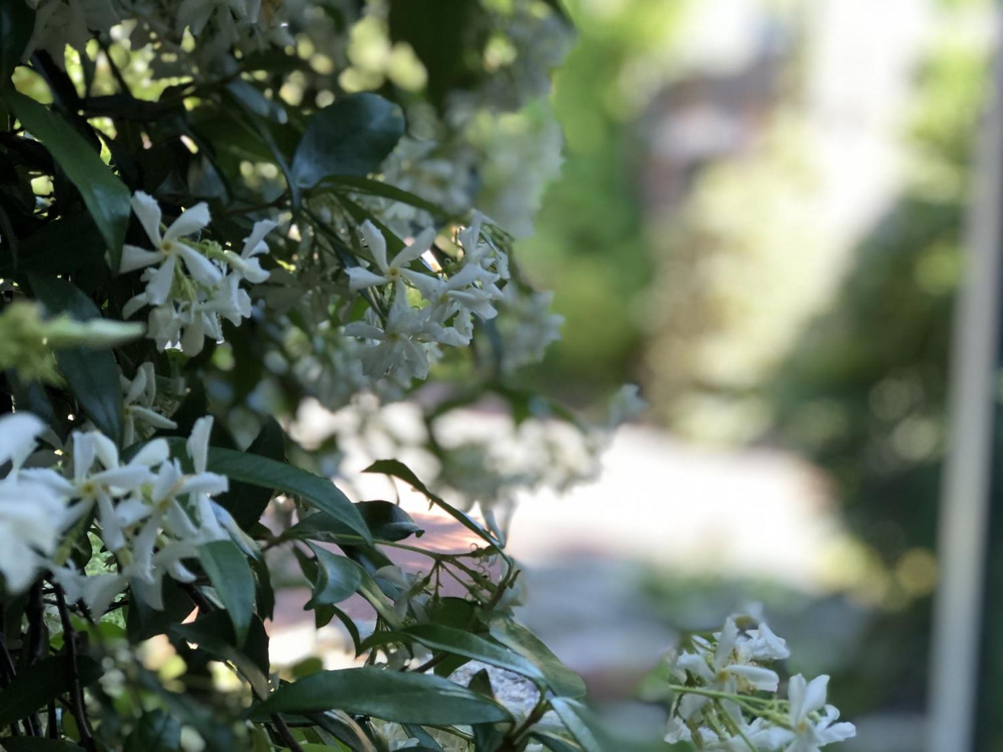 Aux Herbes Hautes Fleurbaix エクステリア 写真